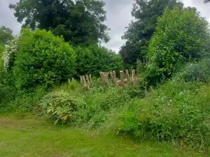 Dr Jones tree felling surgery hampshire