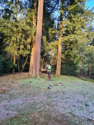 Dr Jones Tree Surgery work Tree Assessment