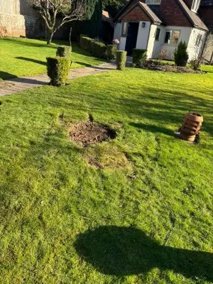 Dr Jones Tree Surgery work Tree Removal