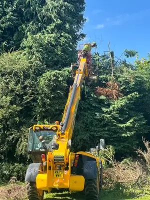 Dr Jones Tree Surgery work Tree Felling