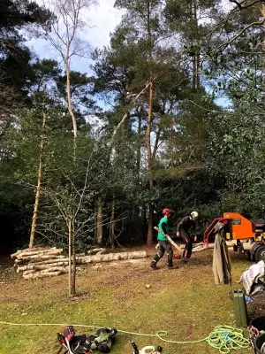 Dr Jones Tree Surgery work Tree Felling in Operation