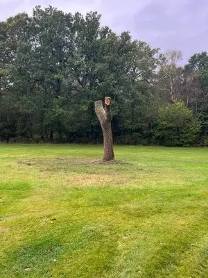 Dr Jones Tree Surgery work Lindford