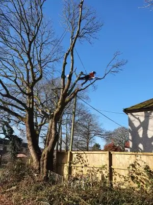 Dr Jones Tree Surgery work Bordon