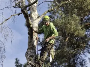 Tree Felling Clearance