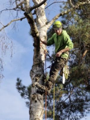 Dr Jones Tree Surgery work Bordon